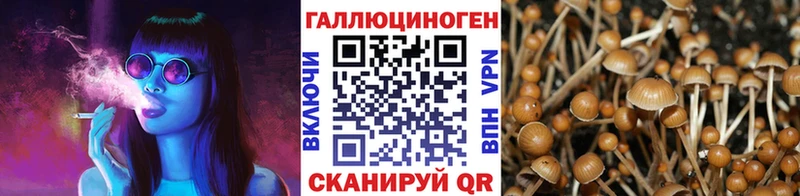 Галлюциногенные грибы Psilocybine cubensis  Купить  Гурьевск 